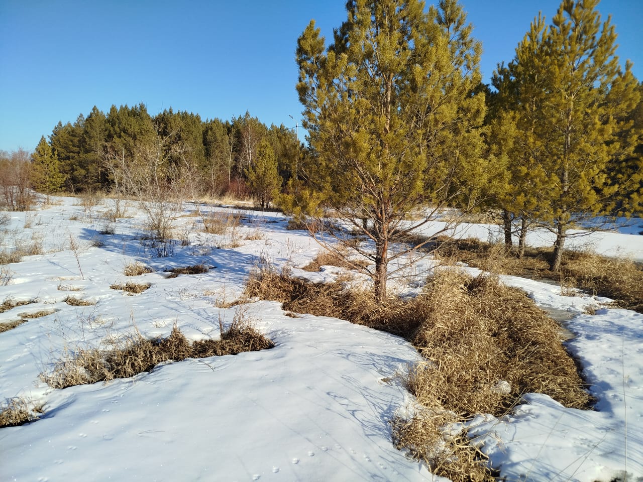 Берегите лес от пожара